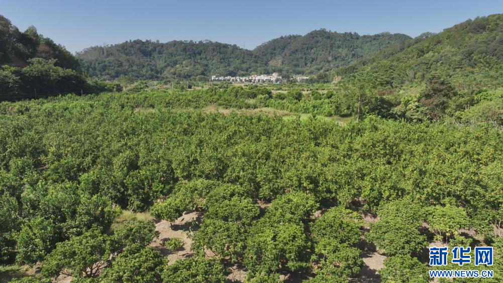 航拍视角下的德庆贡柑林。新华网 伍嘉炜 摄