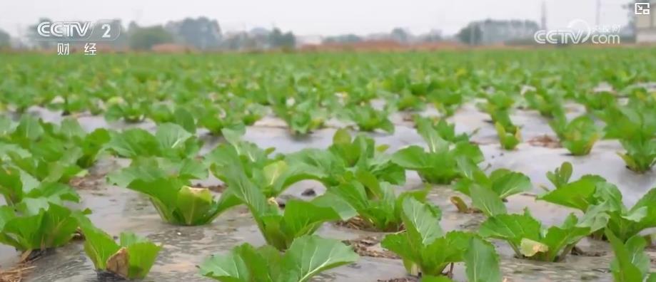 各地冬“鲜”持续上市 丰富百姓冬日菜篮子