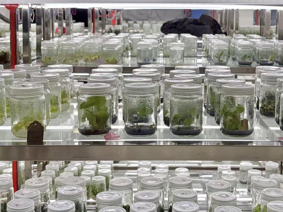 广西药用植物园的离体组织培养技术，可以通过调控营养物质和植物激素等条件，诱导植物组织再生为完整植株