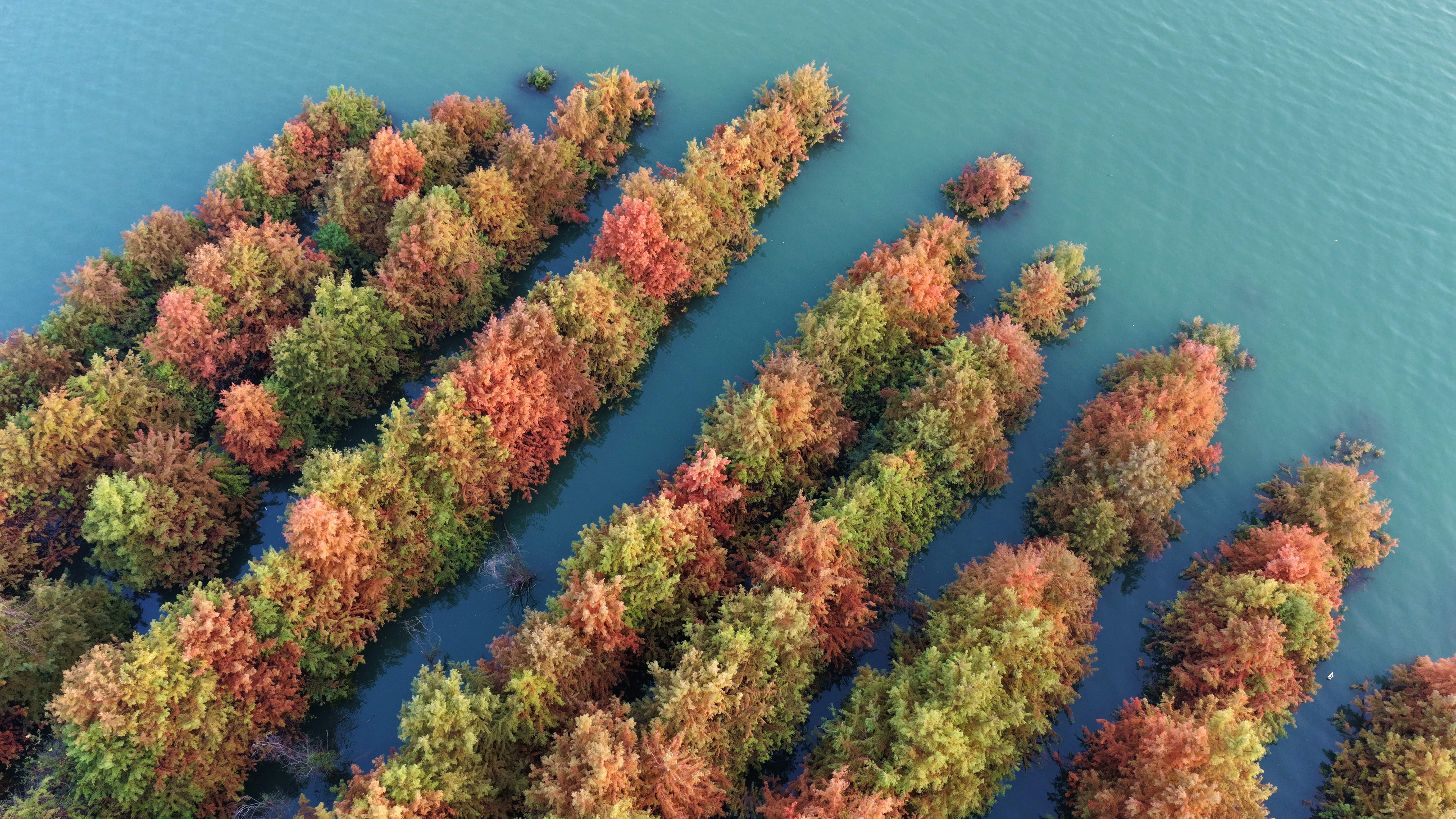 忠县石宝镇共和村，长江江畔层林尽染美如画。通讯员 赵军 摄