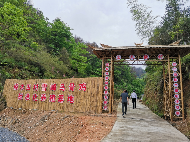 洪江区桂花园乡楠木田村雪峰乌骨鸡养殖基地