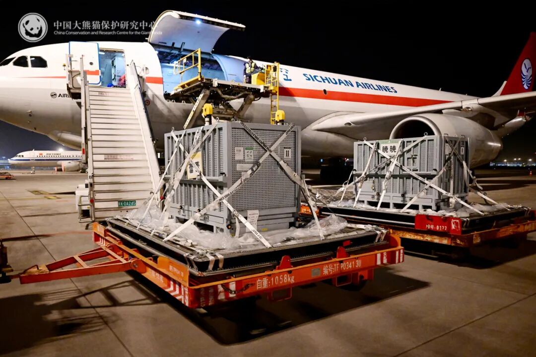 我国旅日大熊猫“晓晓”“蕾蕾”顺利回国