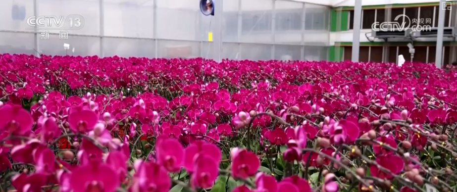 年味浓、消费旺！鲜花、美食、花灯……订单爆满 “年经济”新意十足亮点多