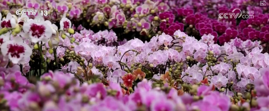 年味浓、消费旺！鲜花、美食、花灯……订单爆满 “年经济”新意十足亮点多