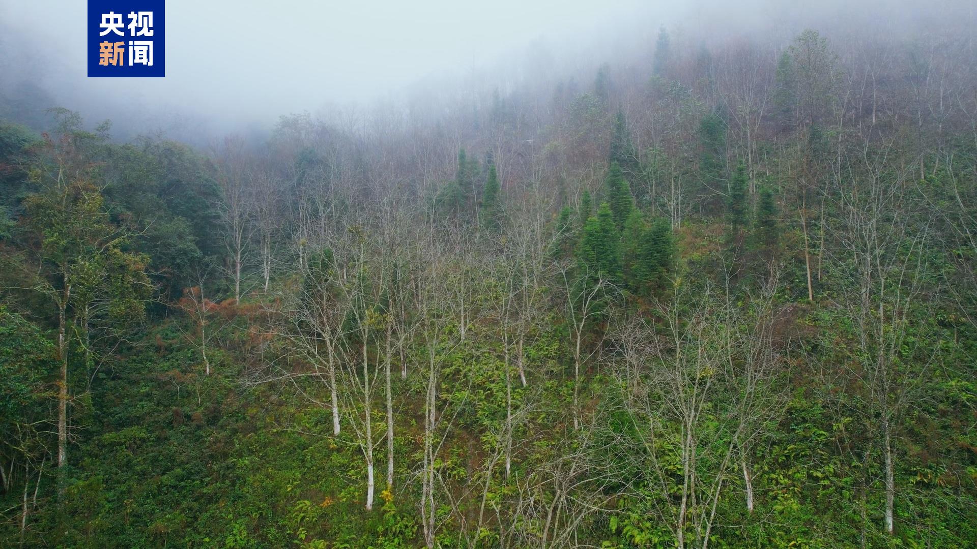 广西发现13250亩保存完好的香木莲野生群落