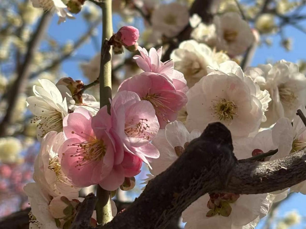 梅中珍品——跳枝梅 一花多色的浪漫_央视网报_央视网(cctv.com)