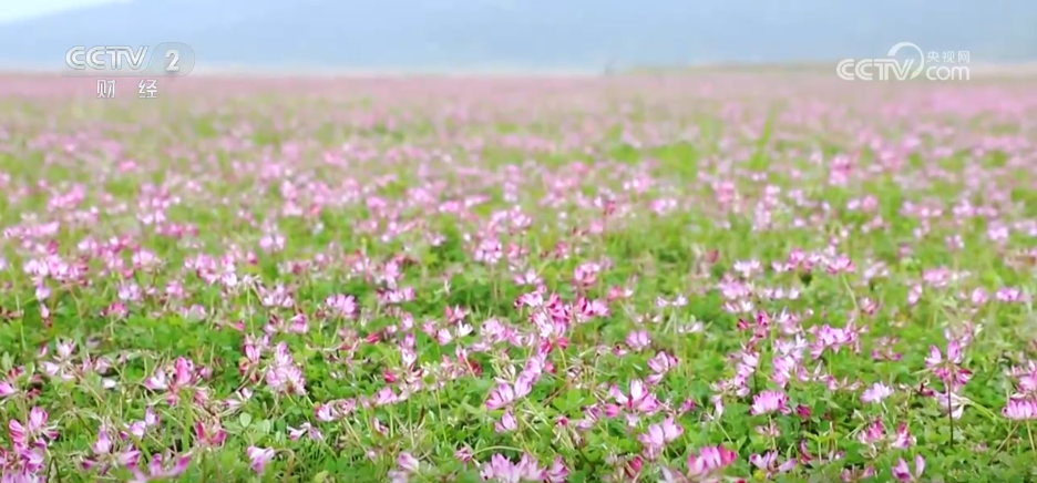 花田音乐、花海集市、采春茶 “春日经济”活力澎湃 消费新业态“枝繁叶茂”