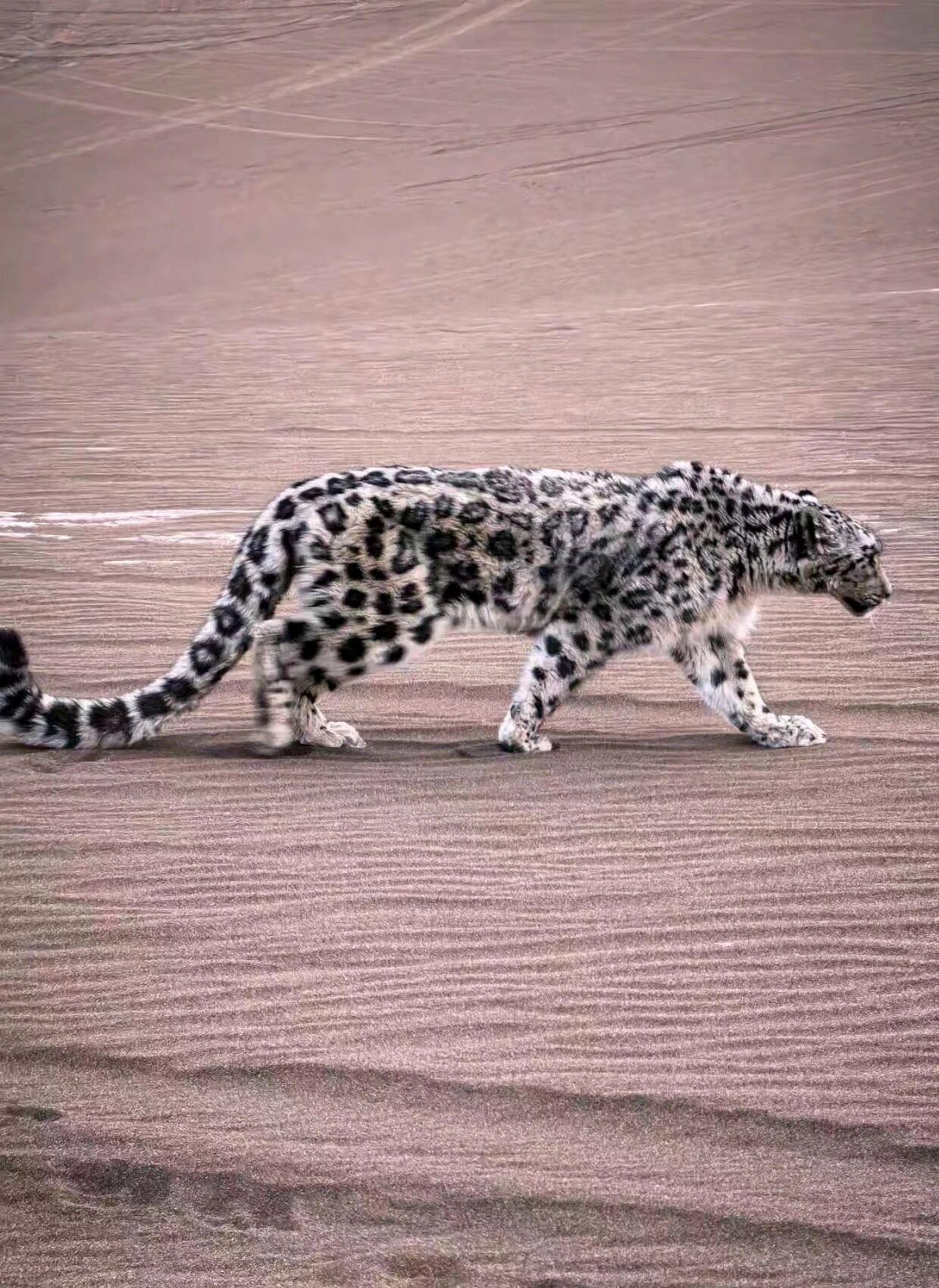 罕见！雪豹现身新疆库木塔格沙漠 警方联动紧急救助