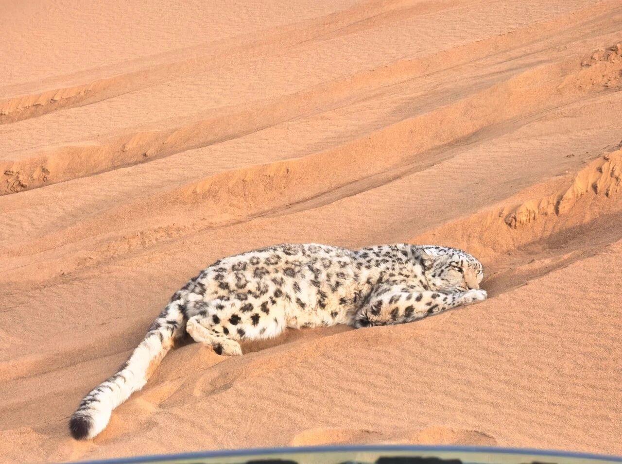 罕见！雪豹现身新疆库木塔格沙漠 警方联动紧急救助