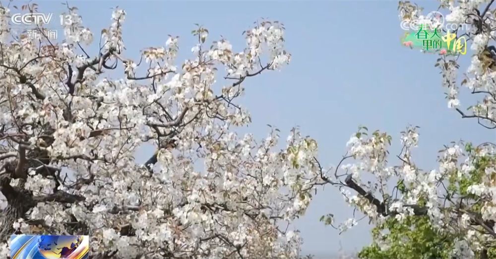 “花样经济”升温解锁大好春光 “春日经济