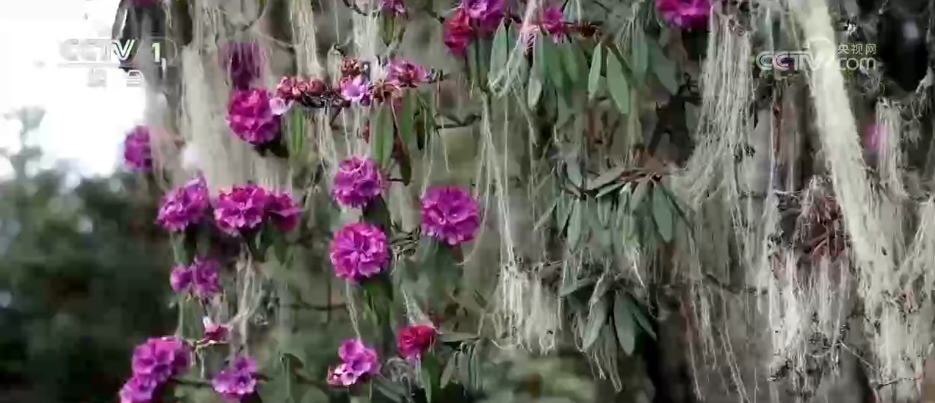 从单纯赏花到为花消费 “赏花经济”串联起文旅消费“芬芳产业链”