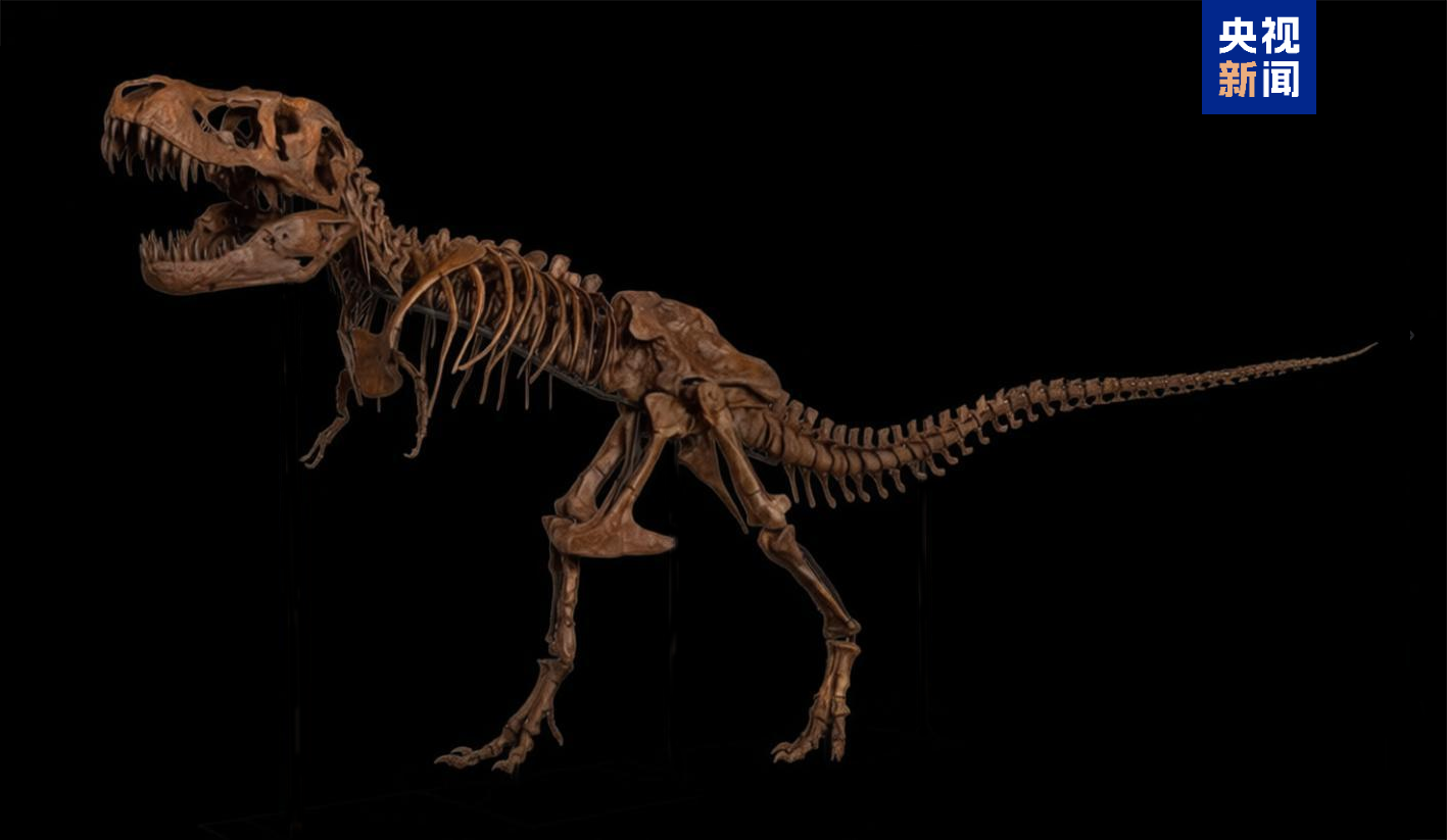 霸王龙登场！来国家自然博物馆看中外暴龙首次同台