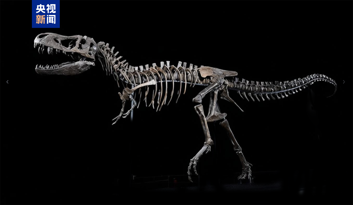 霸王龙登场！来国家自然博物馆看中外暴龙首次同台