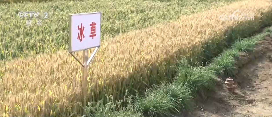 麦浪翻涌好“丰”景 良种推广让希望的田野成为“高产田”“稳产田”
