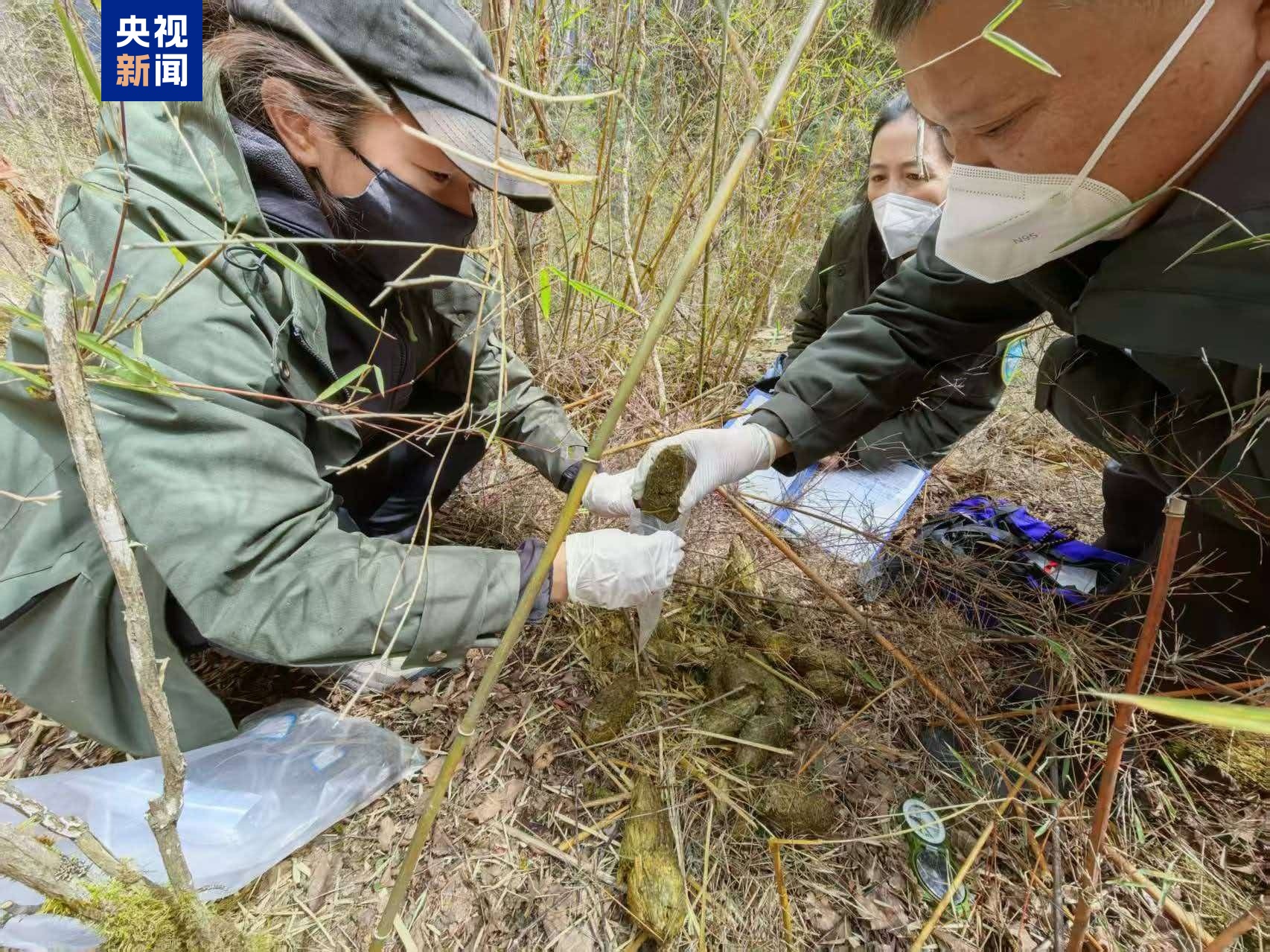 生态回暖 两只野生大熊猫先后现身九寨沟