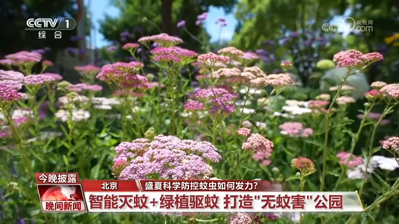 盛夏蚊虫频频侵扰 科学防控如何发力?一文了解