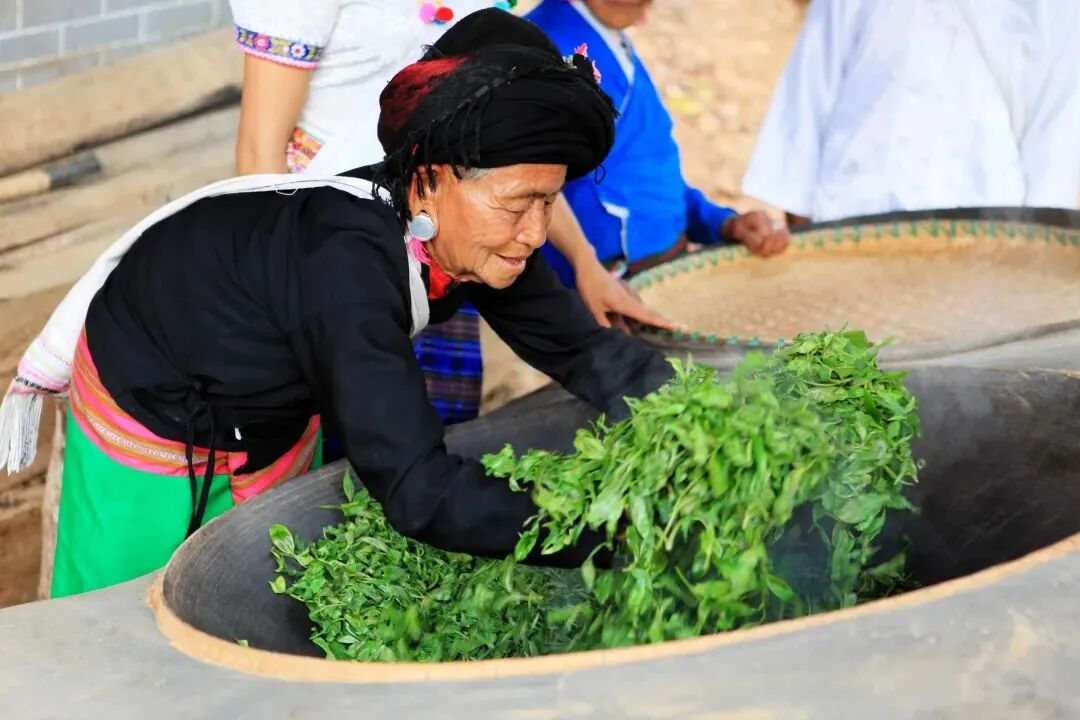 景迈山茶农在制茶 付幼逊 摄