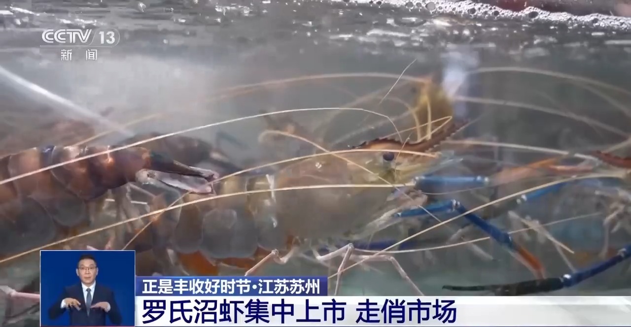 处处好“丰”景 水产捕捞、田间秋收齐上线