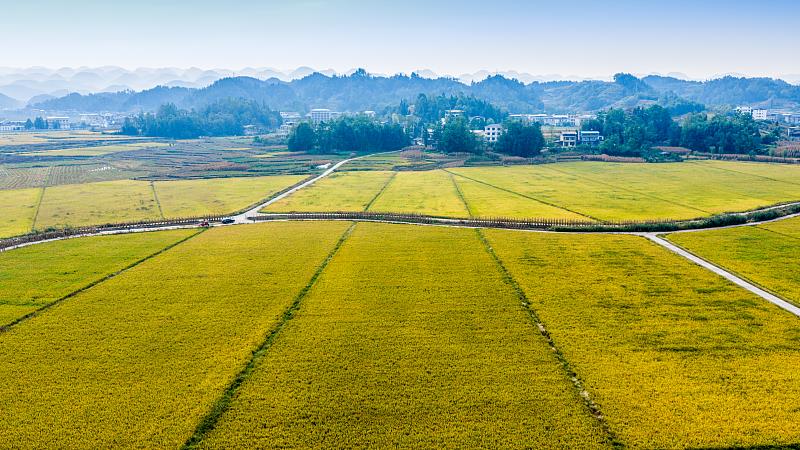 农机油费每亩多花7到10元 农户种粮成本稳住了吗？