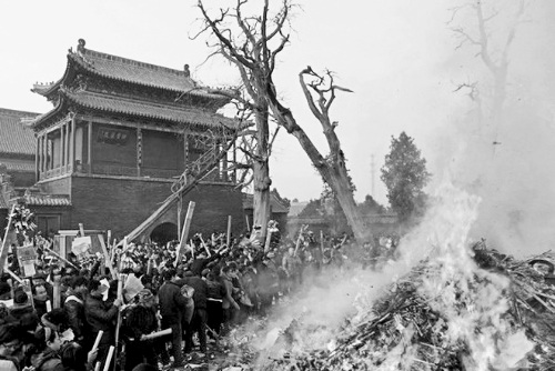 河南淮阳太昊陵500岁古柏成枯树 疑被香火烤死