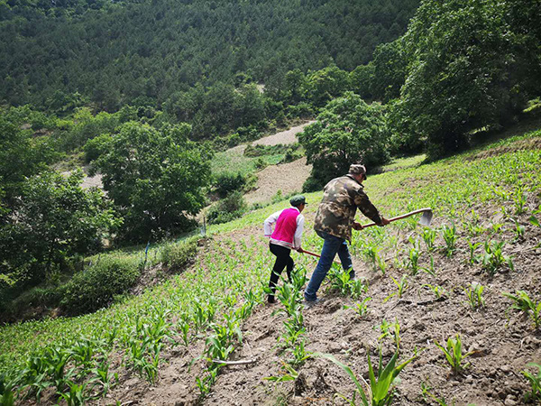 余贵山与妻子正在玉米地耕作本文图均为澎湃新闻资深记者 赵实 摄