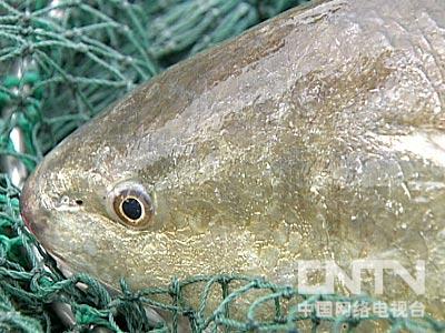 [每日农经]赚外汇的红鼓鱼(2010.11.8)